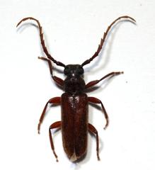 Anisarthrini