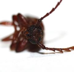 Anisarthrini