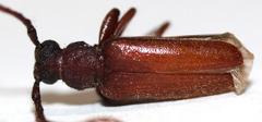 Anisarthrini