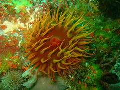 Pseudactinia flagellifera