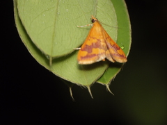 Pyrausta phoenicealis