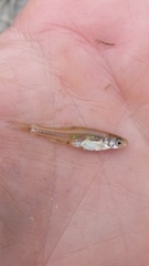 Notropis volucellus