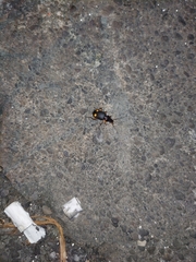 Chlaenius bioculatus