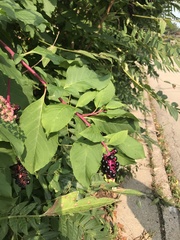 Phytolacca americana