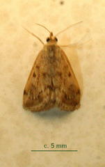 Tegostoma comparalis