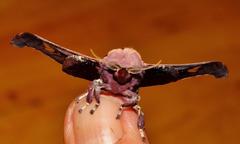 Holocerina smilax