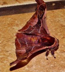Holocerina smilax