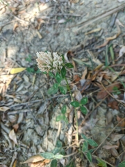 Trifolium ambiguum