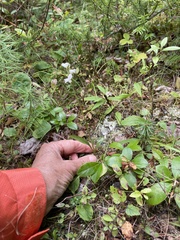 Spiranthes arcisepala