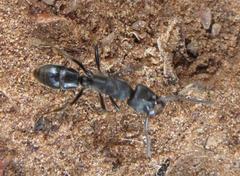 Paltothyreus tarsatus
