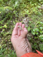 Spiranthes arcisepala