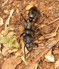Paltothyreus tarsatus