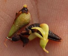 Aspalathus spinosa flavispina