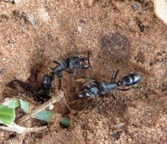 Paltothyreus tarsatus