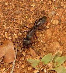 Paltothyreus tarsatus