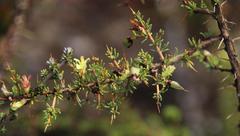 Aspalathus spinosa flavispina