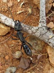 Paltothyreus tarsatus