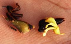 Aspalathus spinosa flavispina