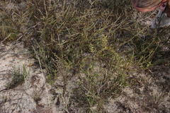 Aspalathus spinosa flavispina