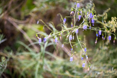 Adenophora stenanthina