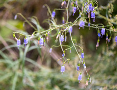 Adenophora stenanthina