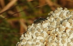 Oedemera flavipes