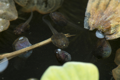 Polypedates leucomystax