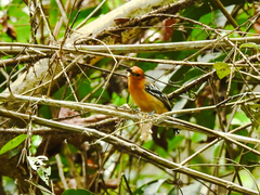 Thamnophilus amazonicus