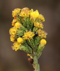 Marasmodes dummeri