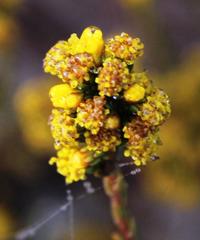 Marasmodes dummeri