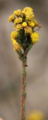 Marasmodes dummeri
