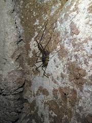 Dolichopoda geniculata