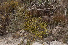 Marasmodes dummeri