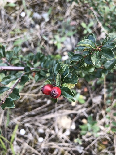 Cotoneaster ascendens, photograph 4