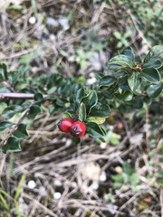 Cotoneaster ascendens