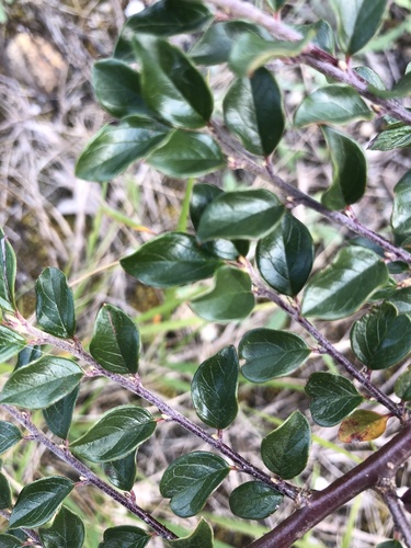 Cotoneaster ascendens, photograph 6