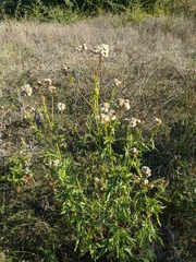 Jacobaea grandidentata
