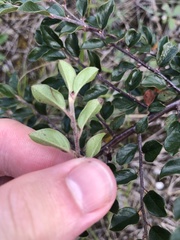 Cotoneaster ascendens