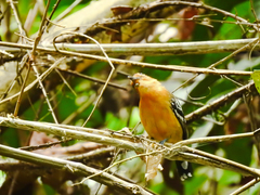 Thamnophilus amazonicus