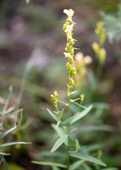 Linaria acutiloba