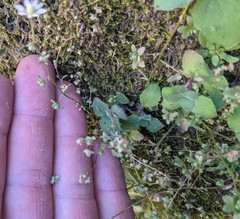 Micranthes bryophora