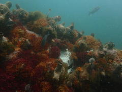 Pyura stolonifera