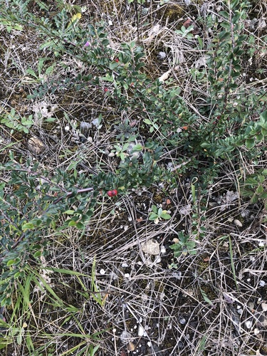 Cotoneaster ascendens, photograph 5