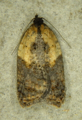 Acleris fragariana