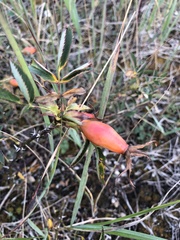 Rosa dumalis dumalis