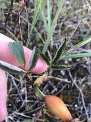 Rosa dumalis dumalis