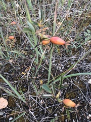 Rosa dumalis dumalis