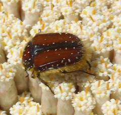 Trichostetha capensis