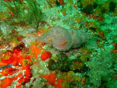 Tonnoidea