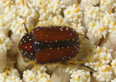 Trichostetha capensis